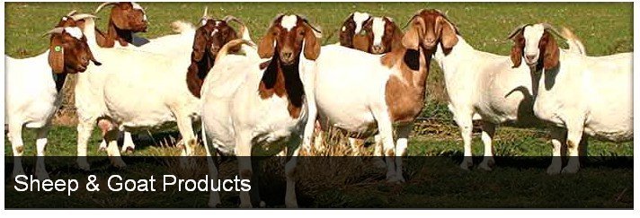 Evergreen  Mill s Sheep   Goat