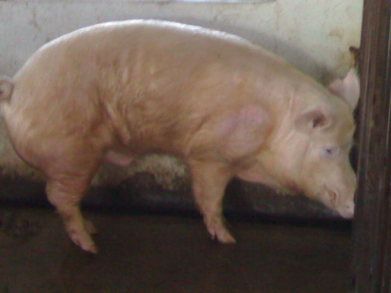 YORKSHIRE PIGS FOR  BREEDING  AND FOR PORK MEAT