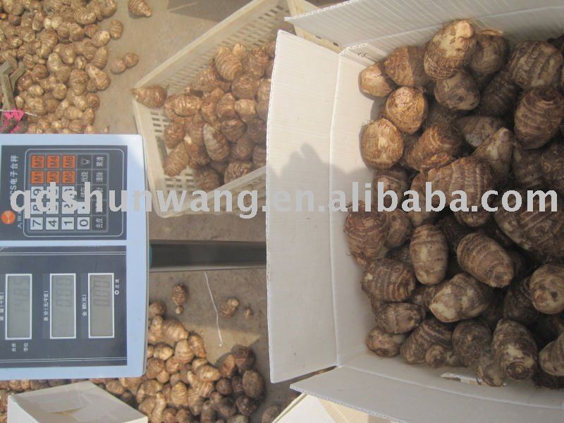  chinese   fresh   taro (40g-80g)