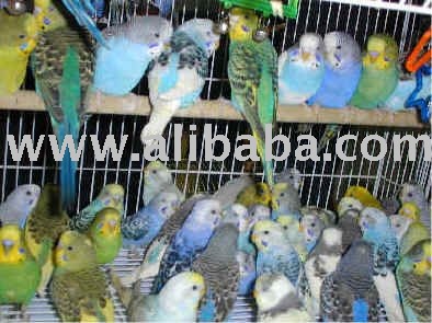 Parakeets