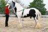 Gypsy VannerHorse