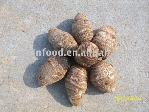 fresh  and air dry big taro