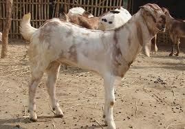 MEDICATED LIVE GOATS