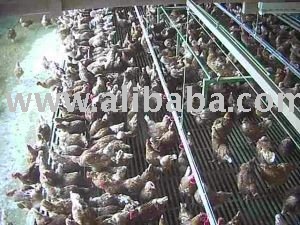 Live Chicken and Frozen chicken and parts