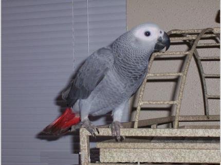 Grey african store parrot price