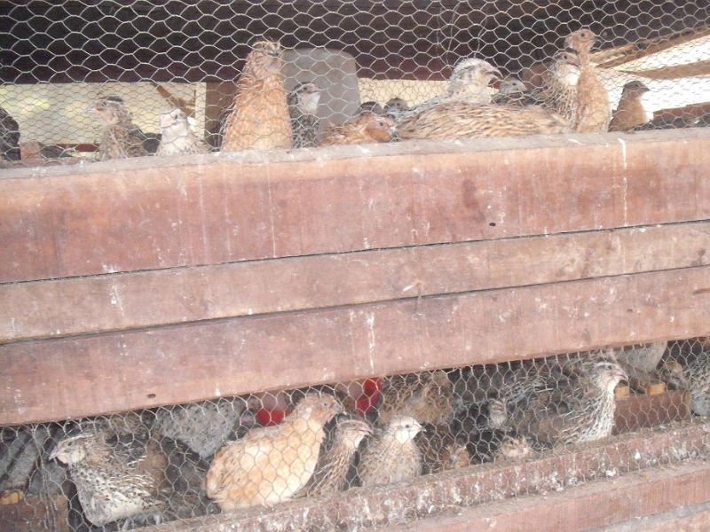  Quail 