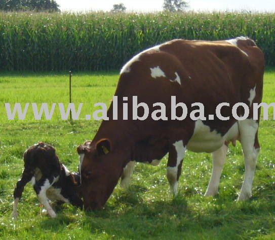  Livestock   cattle 