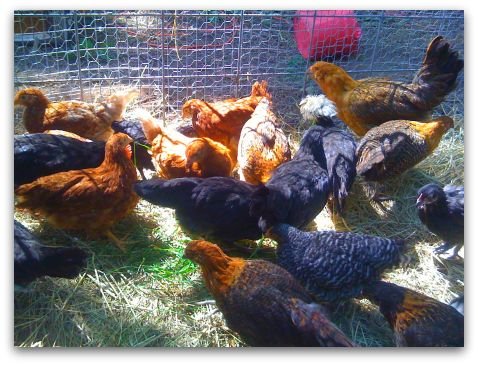 Chicken Breeds,Cameroon price supplier - 21food
