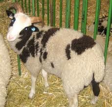 LIVE SHEEP