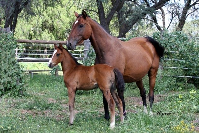 Bodenhausen  Stud  Progeny