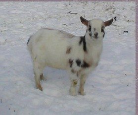 goat, Chicory Springs Proton