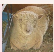 live sheep NABSSAR Reg. #10469 Janie