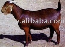Meat Goats Breeder Goats
