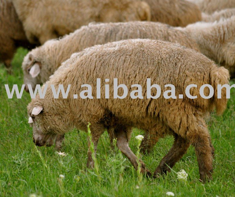 Georgian Sheep