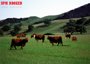  Live   Cattle 