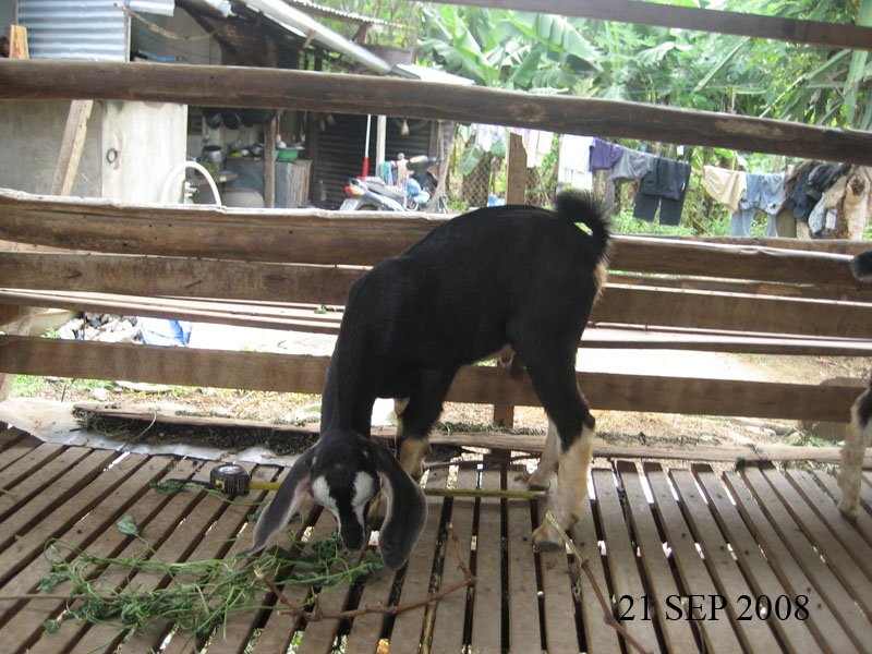Live Goat