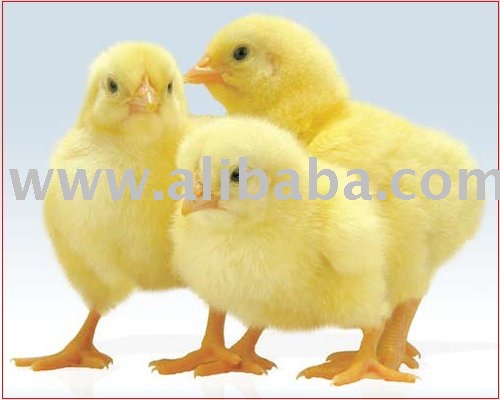 Cobb Chicks & Poultry Equipments
