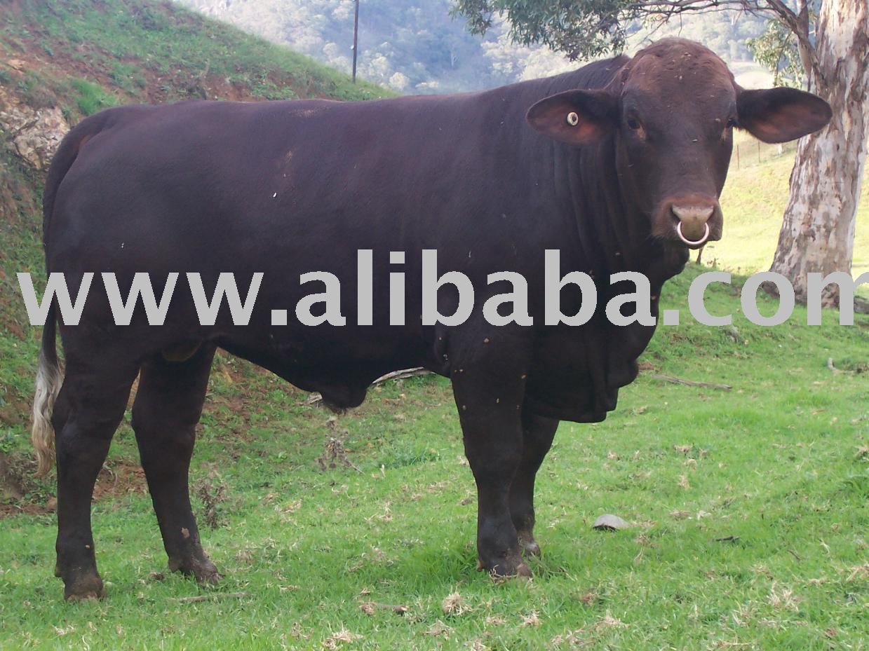 Cattle