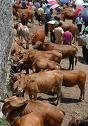 Cattle for sale