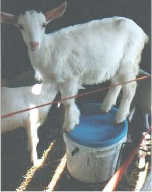 PET GOATS