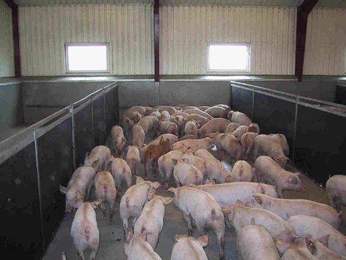 Live pigs and piglets,United Kingdom price supplier - 21food