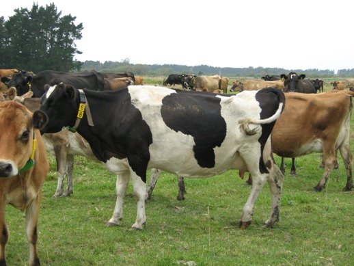  live   cows  available