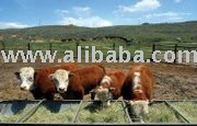 Miniature Hereford