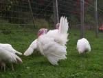 white turkey for sale and also fertile eggs