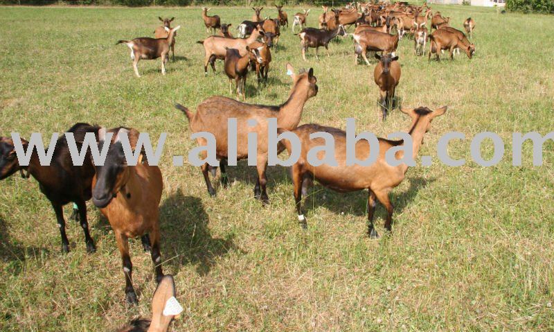 High Diary quality Alpine , Mini-Oberhasli and The Golden Guernsey Goats for sale