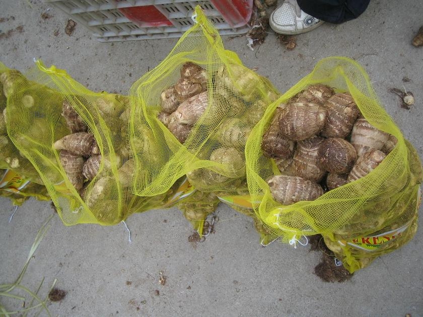 fresh taro 2009 new crop