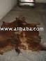  wet   salted  cow hide
