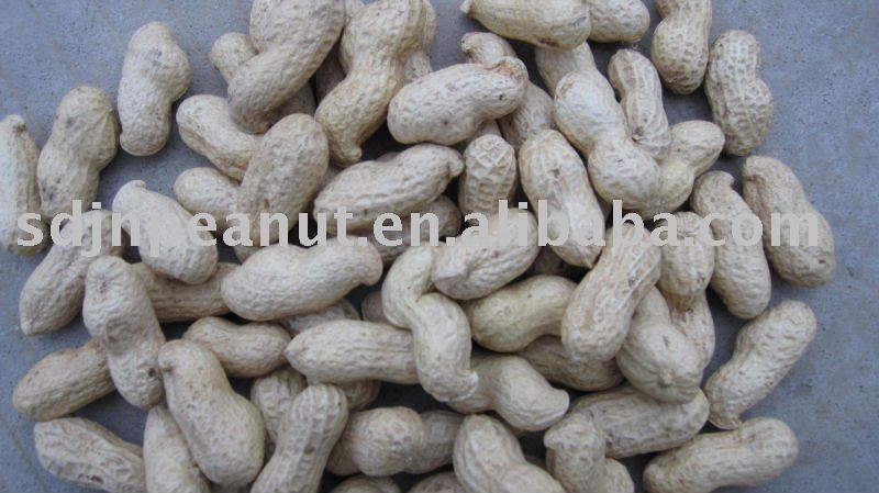 Peanut in shell 11/13