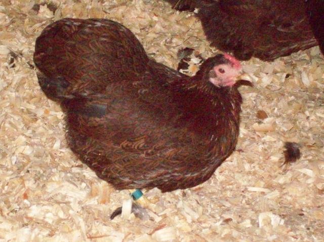 Grade A and Productive Chicken,Quail,Duck and a variety of others available