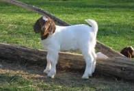 Boer Goats for Sale