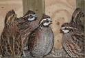 quail  bird s