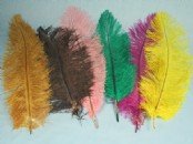 Decorative  Feathers  /  Ostrich   Feathers 