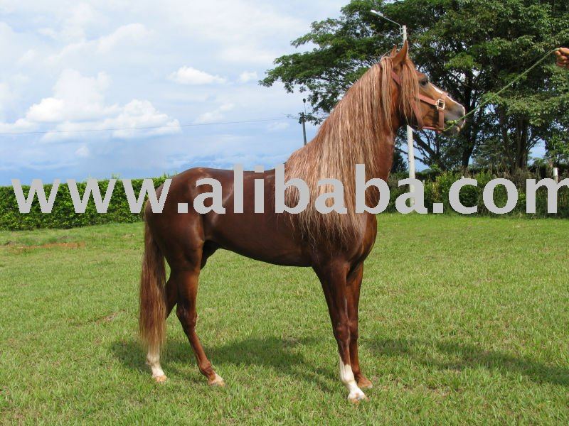 Paso Fino, Trote, Gallop Horses