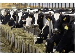 Pregnant Diary cattle for sale from the Netherlands