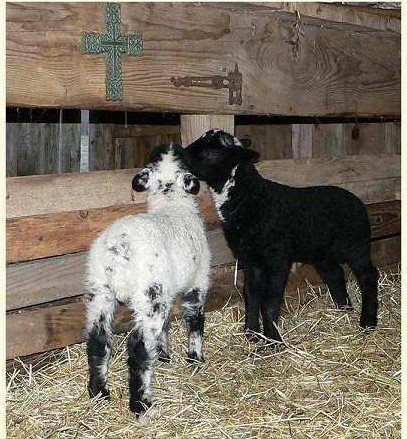live sheep