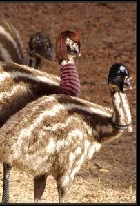 Emu Chicks