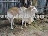 Live Sheep