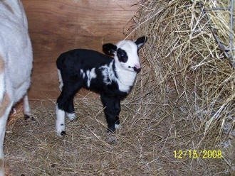 Registered Painted Desert Ewes PD 116