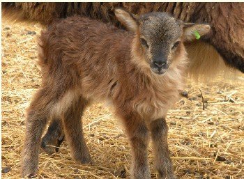 live sheep North American Soay Gracie's little boy