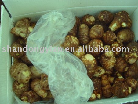 sell fresh taro