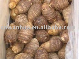 fresh chinese  taro