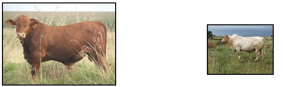 ALZU BEEF MASTERS  STUD  (cattle)