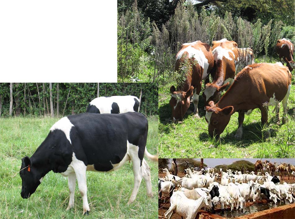  Livestock - Cattle  And Goats