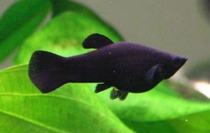 black molly fish rate