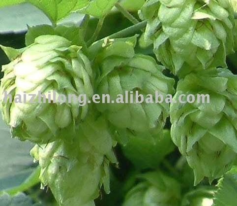 hops extract
