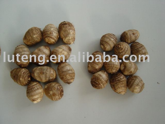 supply fresh taro